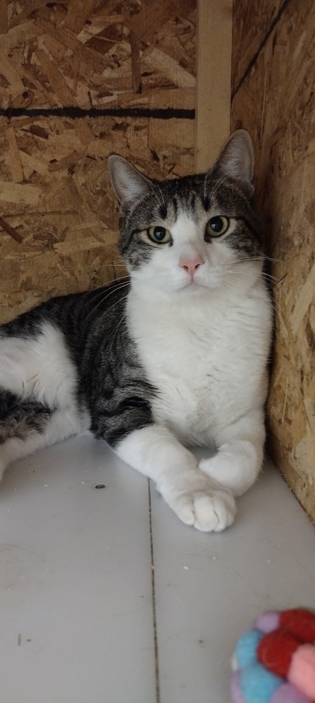 Jimmy, an adoptable Domestic Short Hair in Heber City, UT, 84032 | Photo Image 1