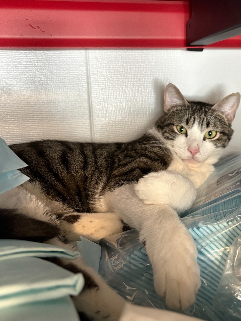 Jimmy, an adoptable Domestic Short Hair in Heber City, UT, 84032 | Photo Image 1