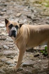 Cane Corso Dog Breed Info