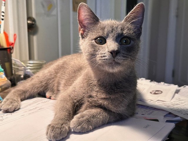 Simon II 2