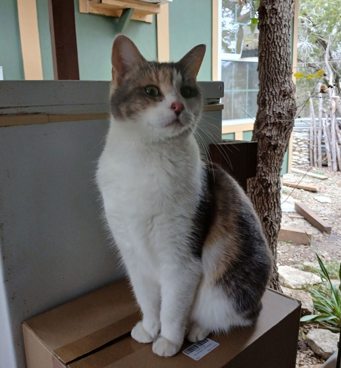 ELSIE, an adoptable Calico in San Antonio, TX, 78216 | Photo Image 1