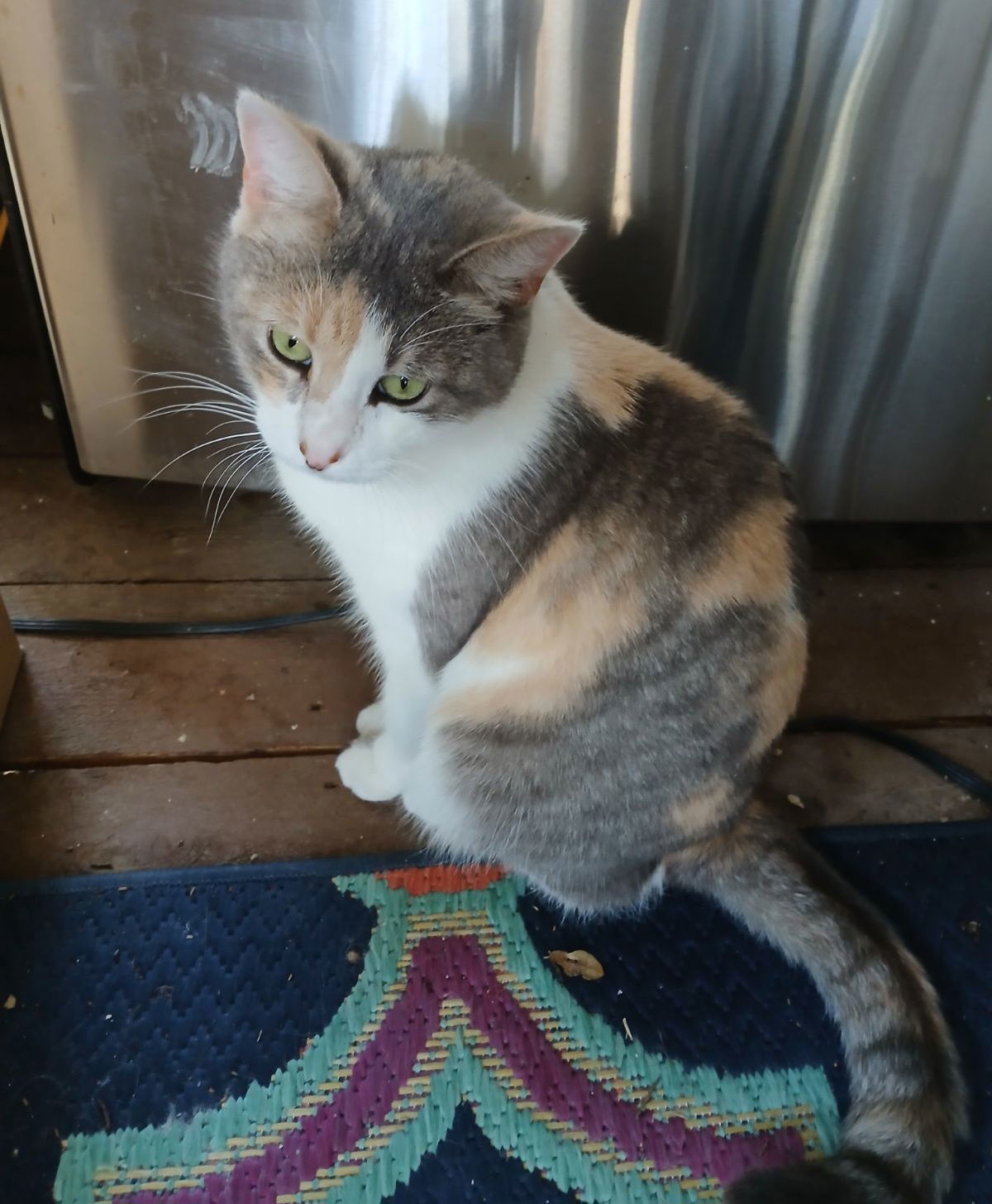 ELSIE, an adoptable Calico in San Antonio, TX, 78216 | Photo Image 2