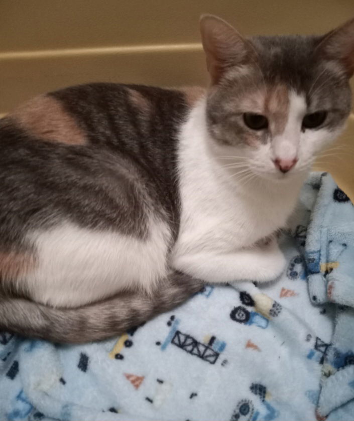 ELSIE