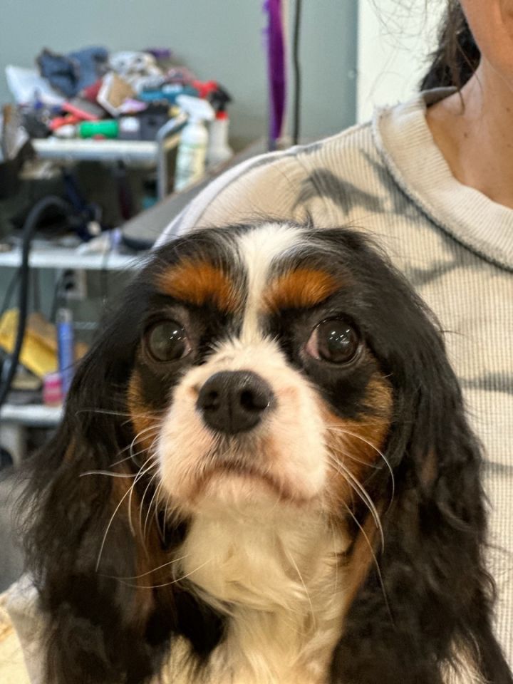 Petfinder cavalier sale king charles