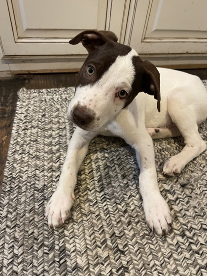 Dog for adoption Garver a Pointer Mix in Twin Falls ID Petfinder