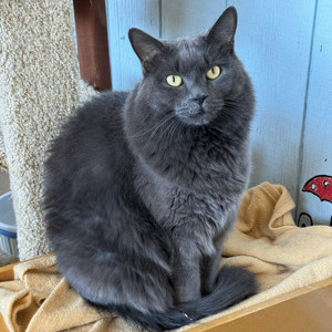 Grey sales sheba cat