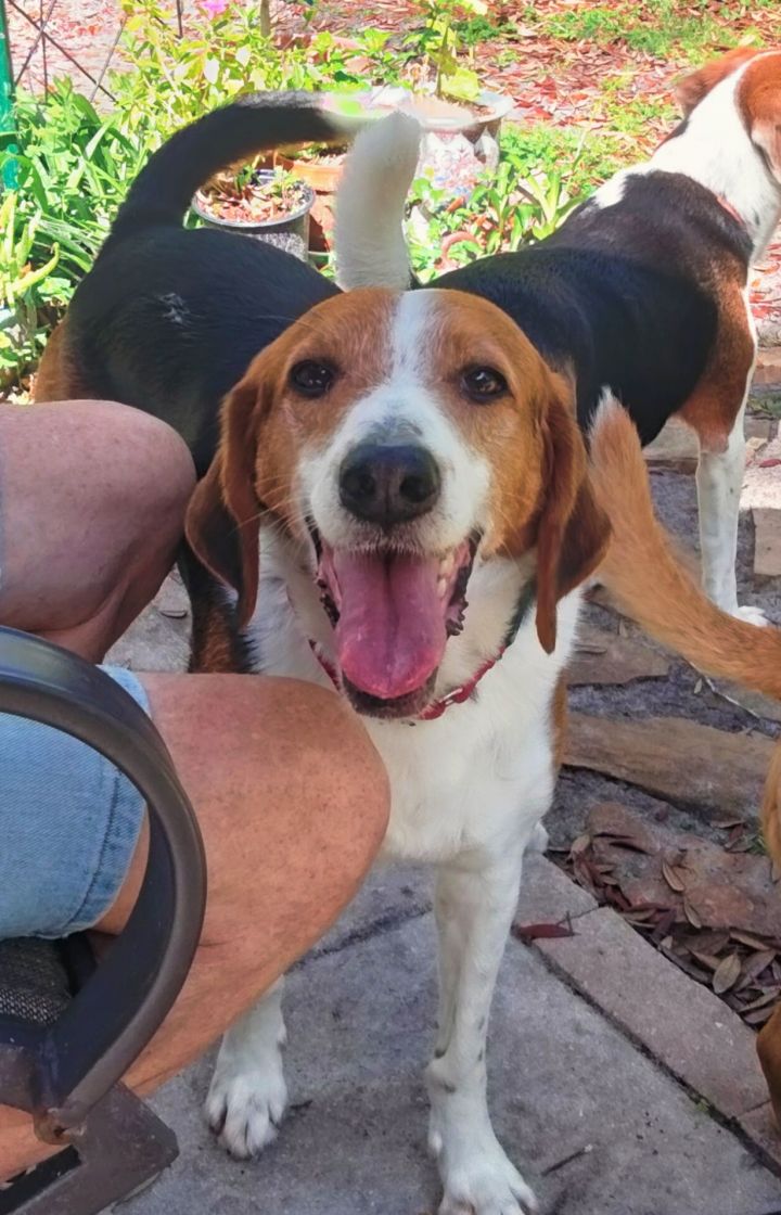 Beagle coonhound best sale