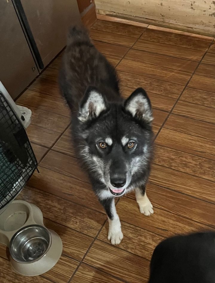 Finnish lapphund sale husky mix