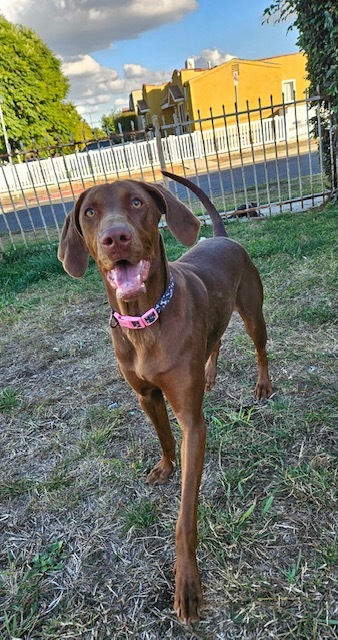 Vizsla best sale pointer mix