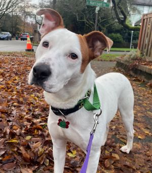 Ames is an approximately 1-year-old 40 lb neutered cattle dog mix that joined us from New Mexico on