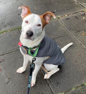 Ames Cattle Dog Dog