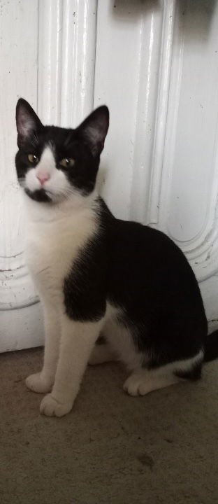 Sammy (Samson) ***Courtesy Post ***