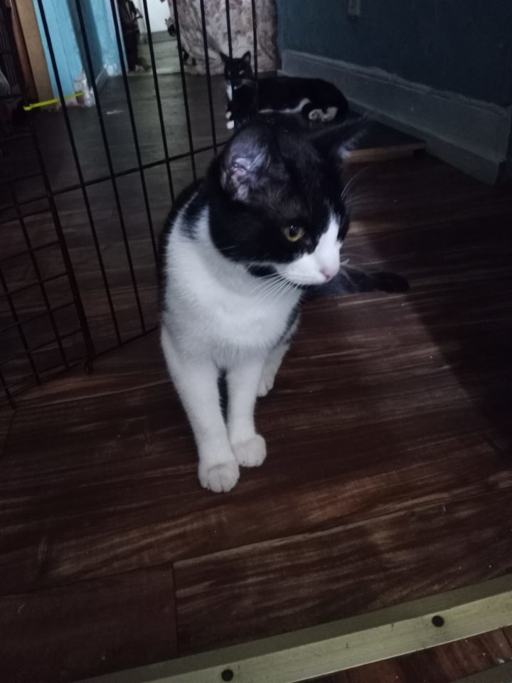Sammy (Samson) ***Courtesy Post ***