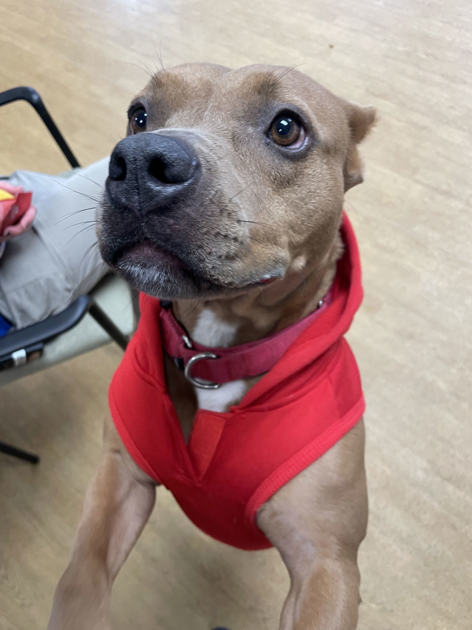 170128 Katana (Off Site Foster), an adoptable Pit Bull Terrier in Virginia Beach, VA, 23451 | Photo Image 2