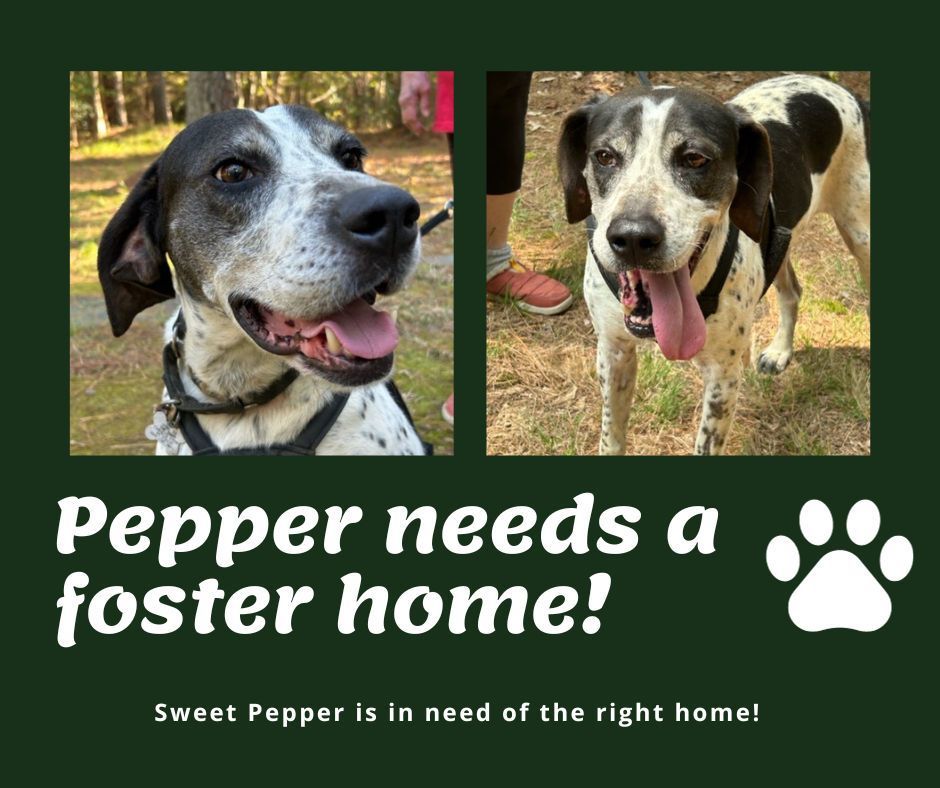 Needs Foster Pepper (VA)