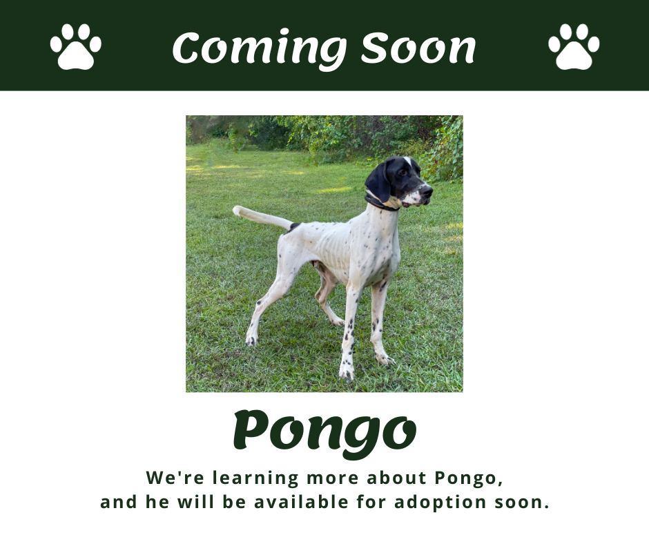 Pongo (MO)