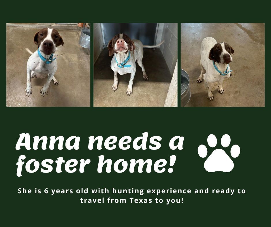 Needs Foster Anna (TX)