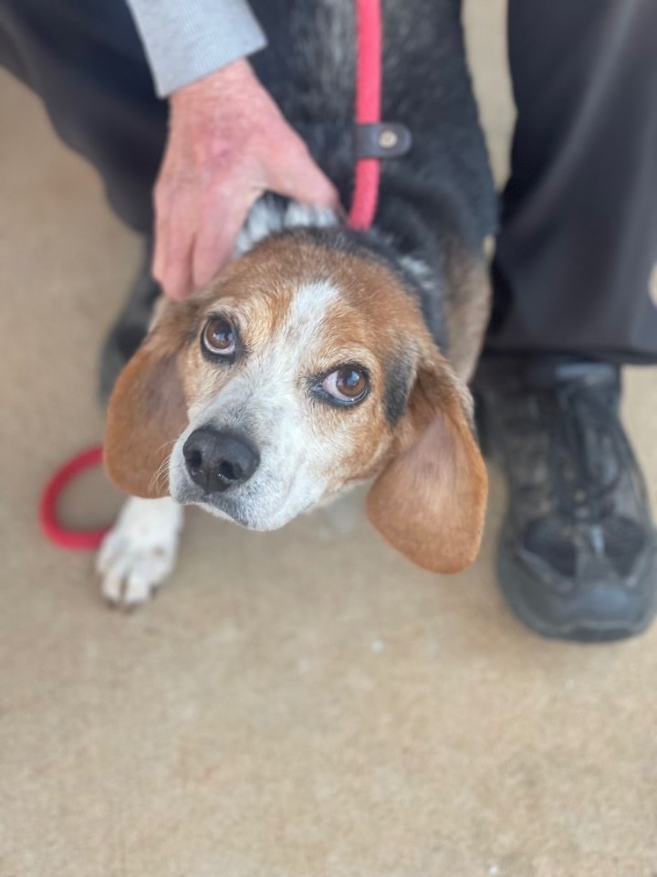 Dog for adoption - Harold, a Beagle in Richmond, VA | Petfinder