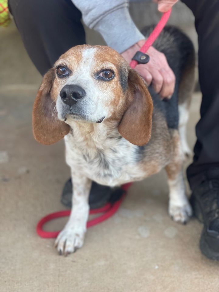 Dog For Adoption - Harold, A Beagle In Richmond, Va 