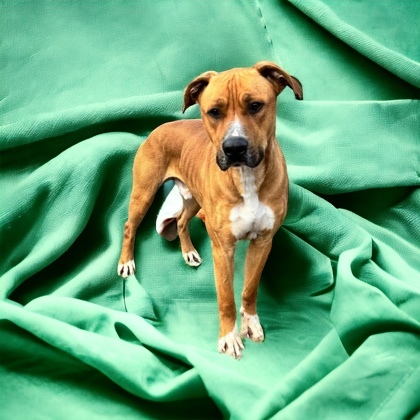 KJ, an adoptable Pit Bull Terrier Mix in Cumberland, MD_image-1