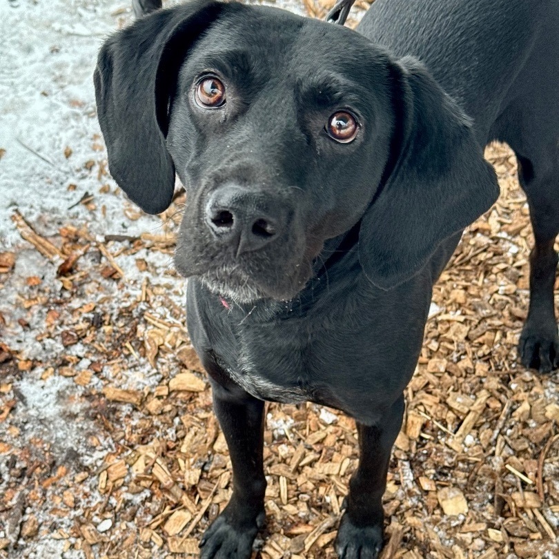 Tom hot sale labrador puppies