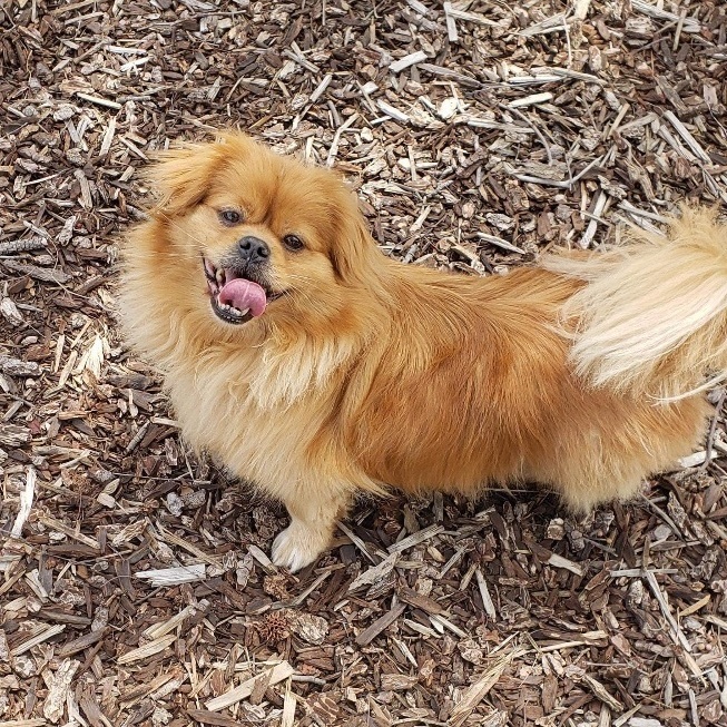 Tibetan spaniel best sale and pekingese