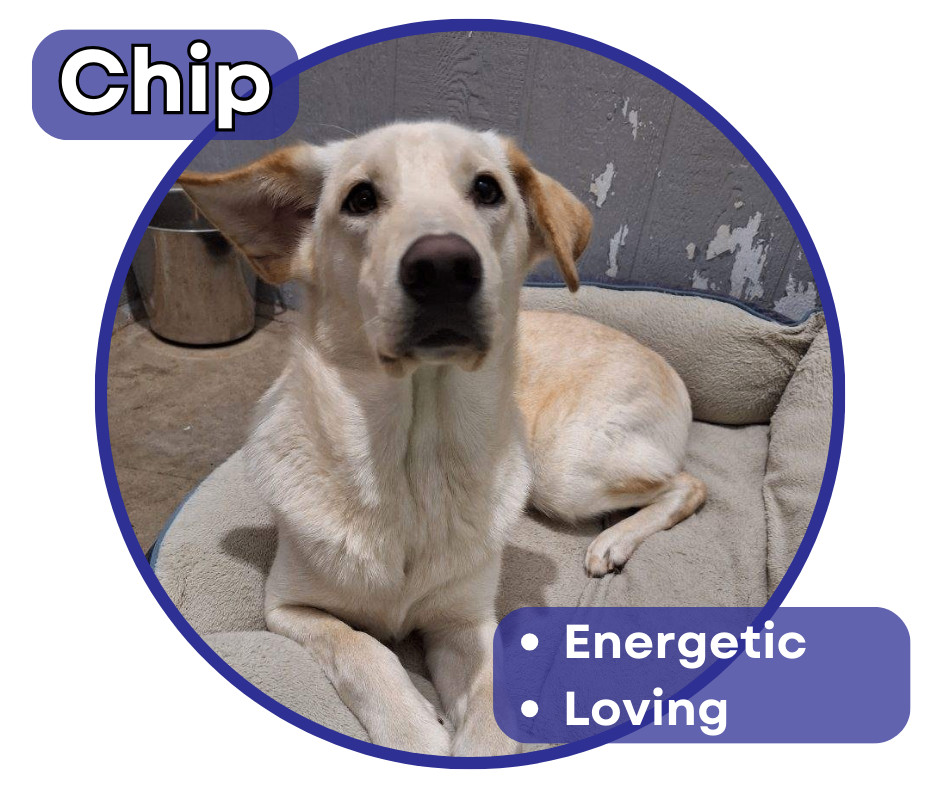 Chip, an adoptable Labrador Retriever in Glenwood, MN, 56334 | Photo Image 1