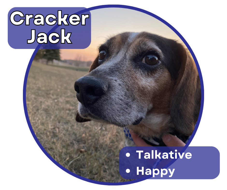Cracker Jack, an adoptable Beagle in Glenwood, MN, 56334 | Photo Image 1