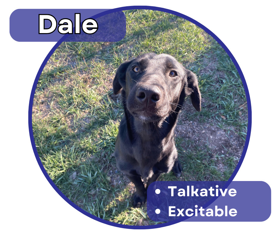 Dale, an adoptable Labrador Retriever, Husky in Glenwood, MN, 56334 | Photo Image 1