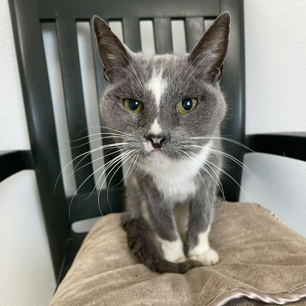 Taz, an adoptable Domestic Short Hair in St. Helena, CA, 94574 | Photo Image 1