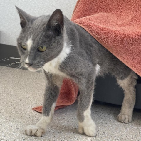 Taz, an adoptable Domestic Short Hair in St. Helena, CA, 94574 | Photo Image 2