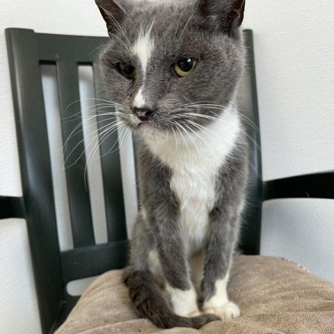 Taz, an adoptable Domestic Short Hair in St. Helena, CA, 94574 | Photo Image 5