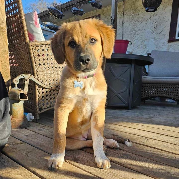 Golden retriever and store st bernard mix