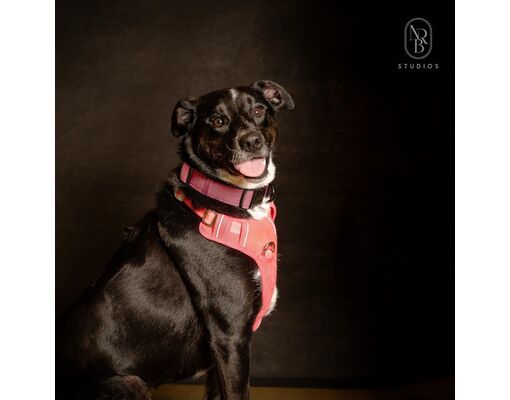 Starla. Looking for Foster or Adopter