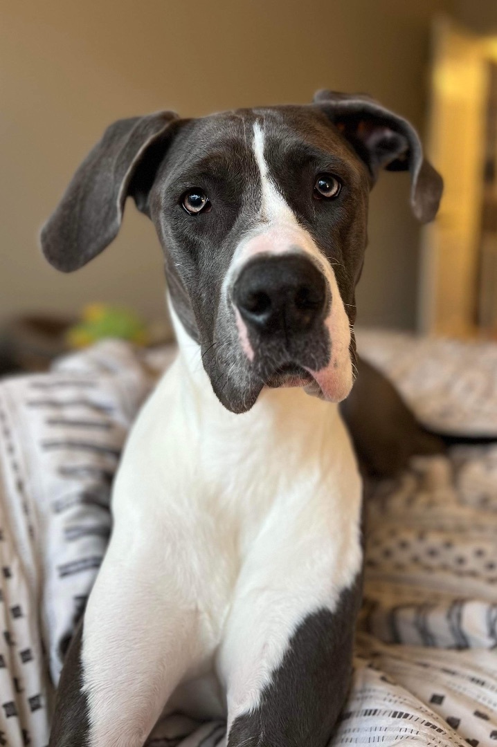 Housebreaking great shop dane puppies