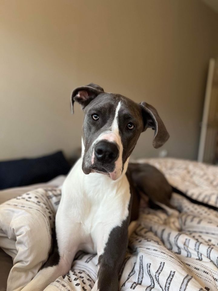 Dogo great sale dane mix