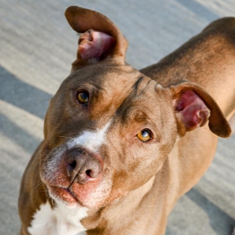 Holly, an adoptable Mixed Breed in South Haven, MI, 49090 | Photo Image 1