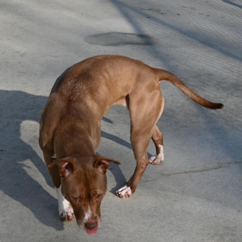 Holly, an adoptable Mixed Breed in South Haven, MI, 49090 | Photo Image 3