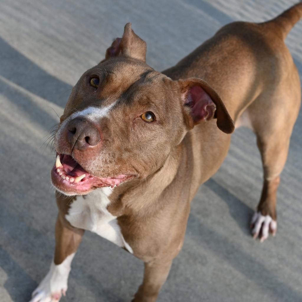 Holly, an adoptable Mixed Breed in South Haven, MI, 49090 | Photo Image 3