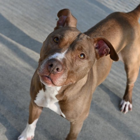 Holly, an adoptable Mixed Breed in South Haven, MI, 49090 | Photo Image 4