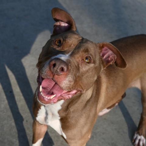 Holly, an adoptable Mixed Breed in South Haven, MI, 49090 | Photo Image 5