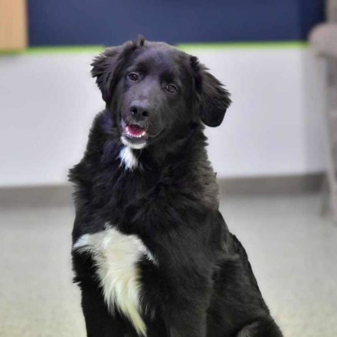 Border collie best sale x newfoundland