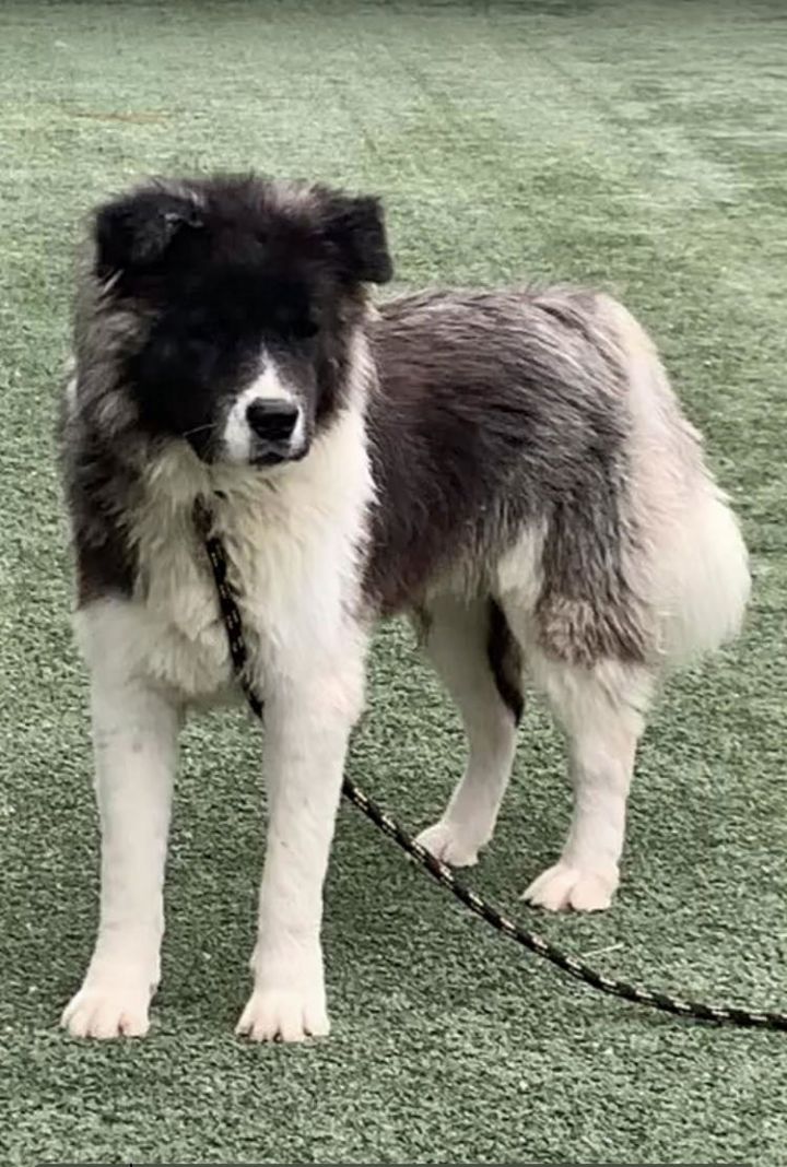 Akita teddy bear hot sale