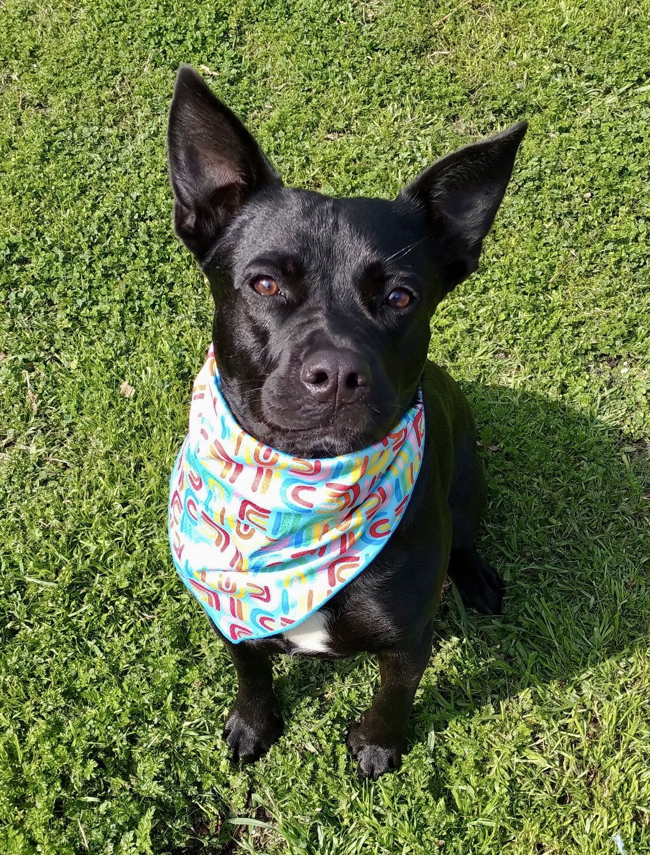 DIAMOND DOG - Bubbles