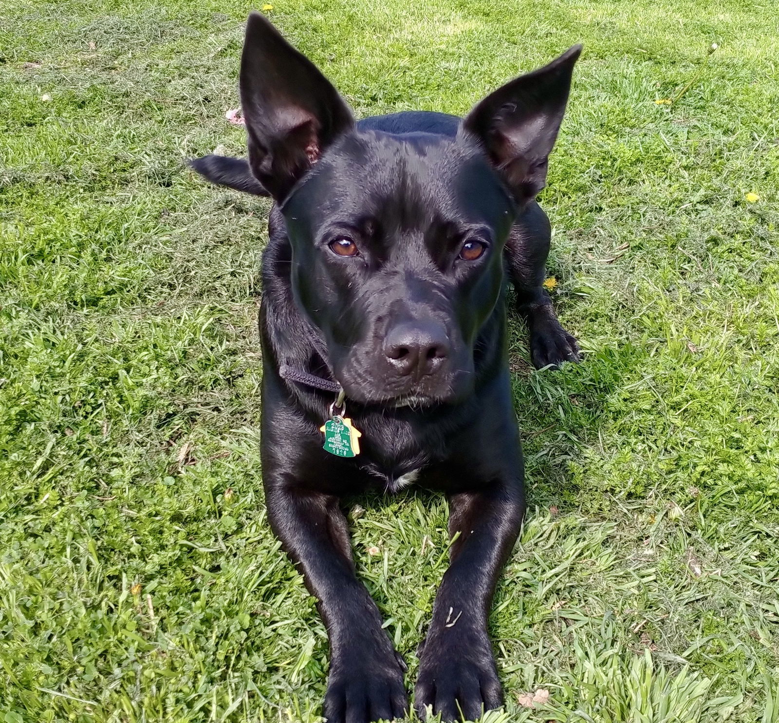 DIAMOND DOG - Bubbles