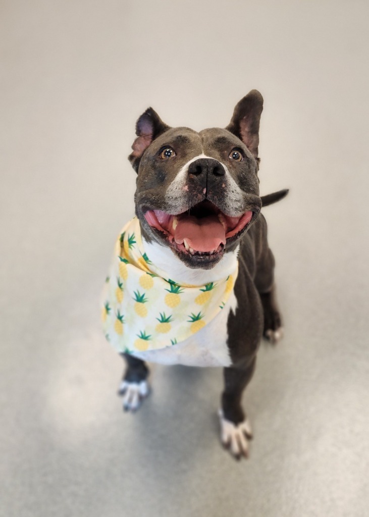 Sky, an adoptable Pit Bull Terrier in Superior, WI, 54880 | Photo Image 1