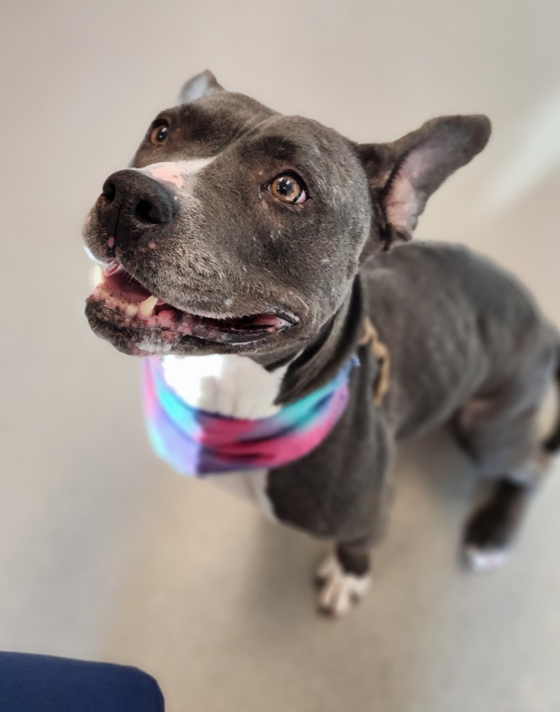 Sky, an adoptable Pit Bull Terrier in Superior, WI, 54880 | Photo Image 2