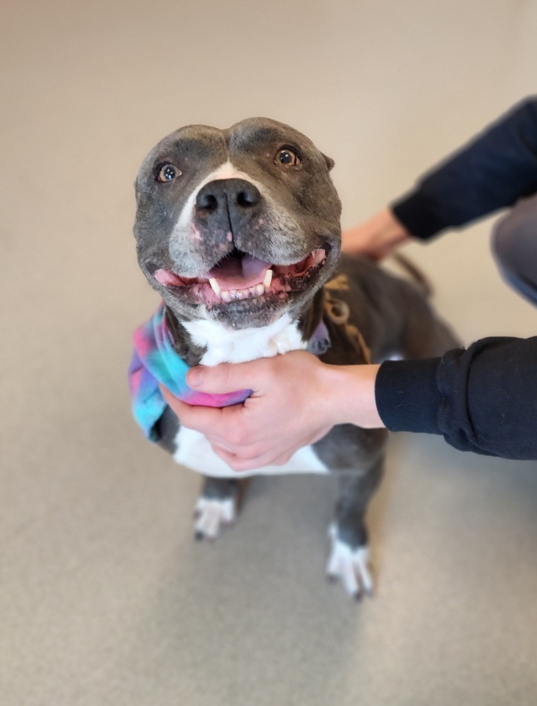 Sky, an adoptable Pit Bull Terrier in Superior, WI, 54880 | Photo Image 3