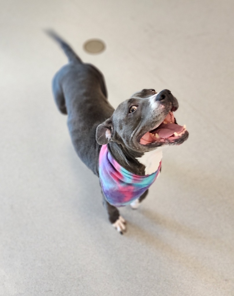 Sky, an adoptable Pit Bull Terrier in Superior, WI, 54880 | Photo Image 4