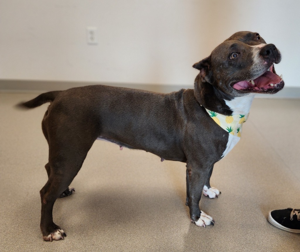 Sky, an adoptable Pit Bull Terrier in Superior, WI, 54880 | Photo Image 5